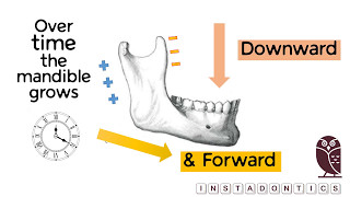 How does the mandible grow [upl. by Assirrec]