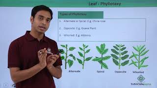 Class 11th – Leaf – Phyllotaxy  Morphology of Flowering Plants  Tutorials Point [upl. by Kifar544]