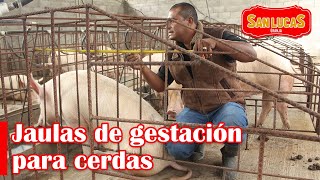 Medidas y materiales para construir jaulas de gestación para cerdas  Granja San Lucas [upl. by Joni372]