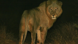 Lions of the African Night Nature Documentary [upl. by Einahets779]