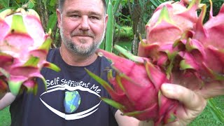 8 Tips How to Get MORE Dragon Fruit Pitaya [upl. by Tyre]