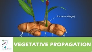 VEGETATIVE PROPAGATION [upl. by Athene386]