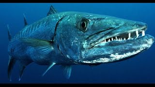 Facts The Great Barracuda [upl. by Gilboa159]