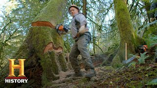 Ax Men Dangerous Game of Tree Dominoes Season 10  History [upl. by Kolnick86]