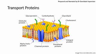 Chapter 41 Cell Membranes and Transport Phospholipids and Cell Signaling [upl. by Oremodlab]