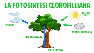 La fotosintesi clorofilliana  videolezione di scienze [upl. by Hortense]