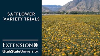 Safflower Variety Trials [upl. by Yssirc]