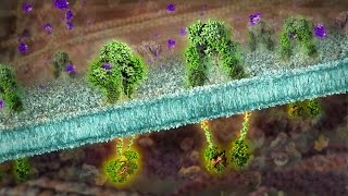 Insulin production using synthetic biology [upl. by Henebry594]