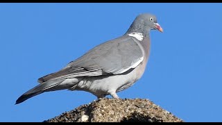 Pigeon Ramier chant [upl. by Georgeanne]