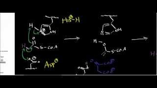 Biochemistry  Citrate Synthase Mechanism [upl. by Reehsab896]