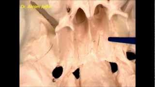 Osteology of the skull 5 inferior view [upl. by Free93]