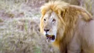 Lions Awake Wildlife with Ferocious Morning Roars  BBC Studios [upl. by Necila60]