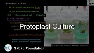 Protoplast Culture Biology Lecture  Sabaqpk [upl. by Thorbert]