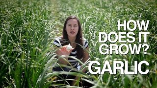 GARLIC  How Does it Grow [upl. by Mellitz]