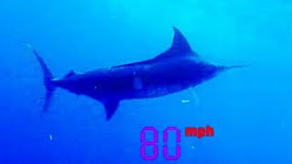 Marlin Fish Underwater Footage [upl. by Nikos]