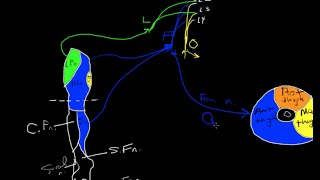 Lumbar plexus tutorial [upl. by Amaryl161]