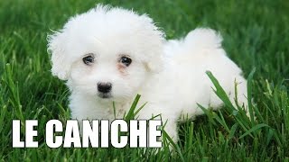 Le Caniche [upl. by Poliard399]