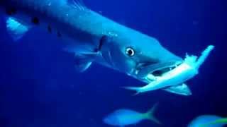 Barracuda Facts 10 facts about Barracudas [upl. by Leemaj376]