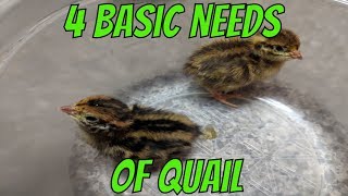 4 Basic Needs of Quail [upl. by Frederique]