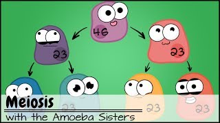 Meiosis Updated [upl. by Dosi]