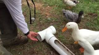 DIY  Build A Better Backyard Duck Feeder [upl. by Irroc]