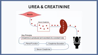 Urea amp Creatinine Explained [upl. by Adniles]