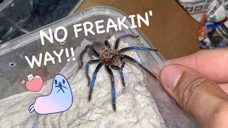 FINALLY seeing this New Species in person   Rare Expensive Blue Tarantula Unboxing [upl. by Ecinom943]