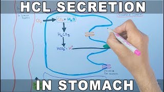 Mechanism of HCL Secretion [upl. by Weiner546]