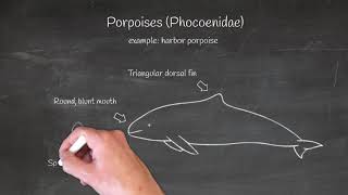 Porpoise vs dolphin [upl. by Gretel]