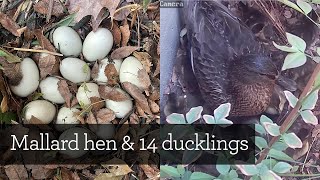 14 Mallard duck eggs to ducklings  From laying to leaving [upl. by Saxela]