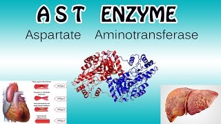 aspartate aminotransferase Enzyme  Clear Over View [upl. by Ysirhc]