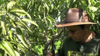 Pruning Vigorous Mango Trees [upl. by Sofer599]