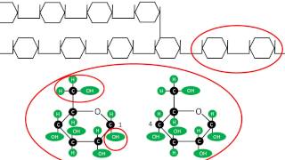 Glucogénesis  Síntesis y estructura del glucógeno [upl. by Fakieh]