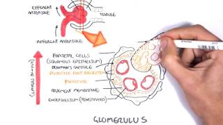 Nephrotic Syndrome  Types and pathology histology [upl. by Notfol]