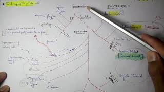 Abdominal Aorta  8 Internal iliac artery Branches  TCML [upl. by Cohette]