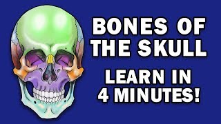 BONES OF THE SKULL  LEARN IN 4 MINUTES [upl. by Ramu77]