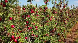 Most Delicious APPLE Farm  Honey Crisp Apple Harvest and Packing [upl. by Niboc684]