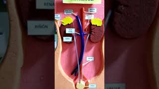 Maqueta del sistema excretor [upl. by Nahtnanhoj]