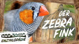 ZEBRAFINK  VOGELENZYKLOPÄDIE  ZOO ZAJAC [upl. by Hnid]