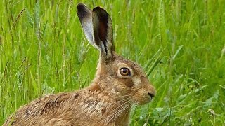 Close Encounter with a Brown Hare [upl. by Chad]