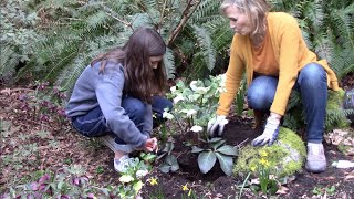 Planting Hellebore [upl. by Bendite]