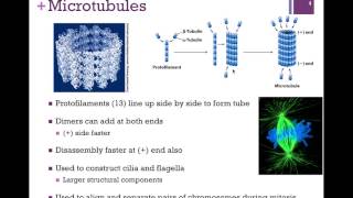 030Tubulin amp Microtubules [upl. by Vizzone]