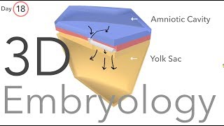 Gastrulation  Embryology [upl. by Ndnarb]