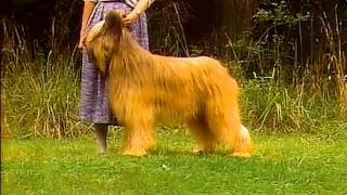 Briard  AKC Dog Breed Series [upl. by Buchbinder665]