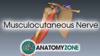 Musculocutaneous Nerve  3D Anatomy Tutorial [upl. by Rozalin]