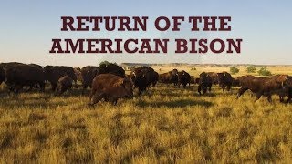 American Bison Conservation Efforts [upl. by Niu]