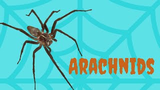 What is an Arachnid  Hint Think Spider [upl. by Eudosia4]