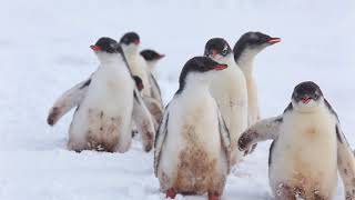 Gentoo Penguins [upl. by Keavy213]