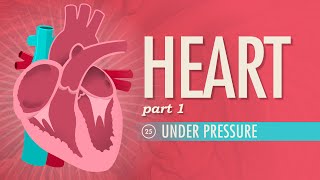 Cardiac Preload amp FrankStarling Law simply explained [upl. by Klepac]