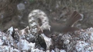 Iranian spidertailed viper tricks bird [upl. by Emlen919]